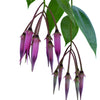 Ceratostema zamorana (seedling)