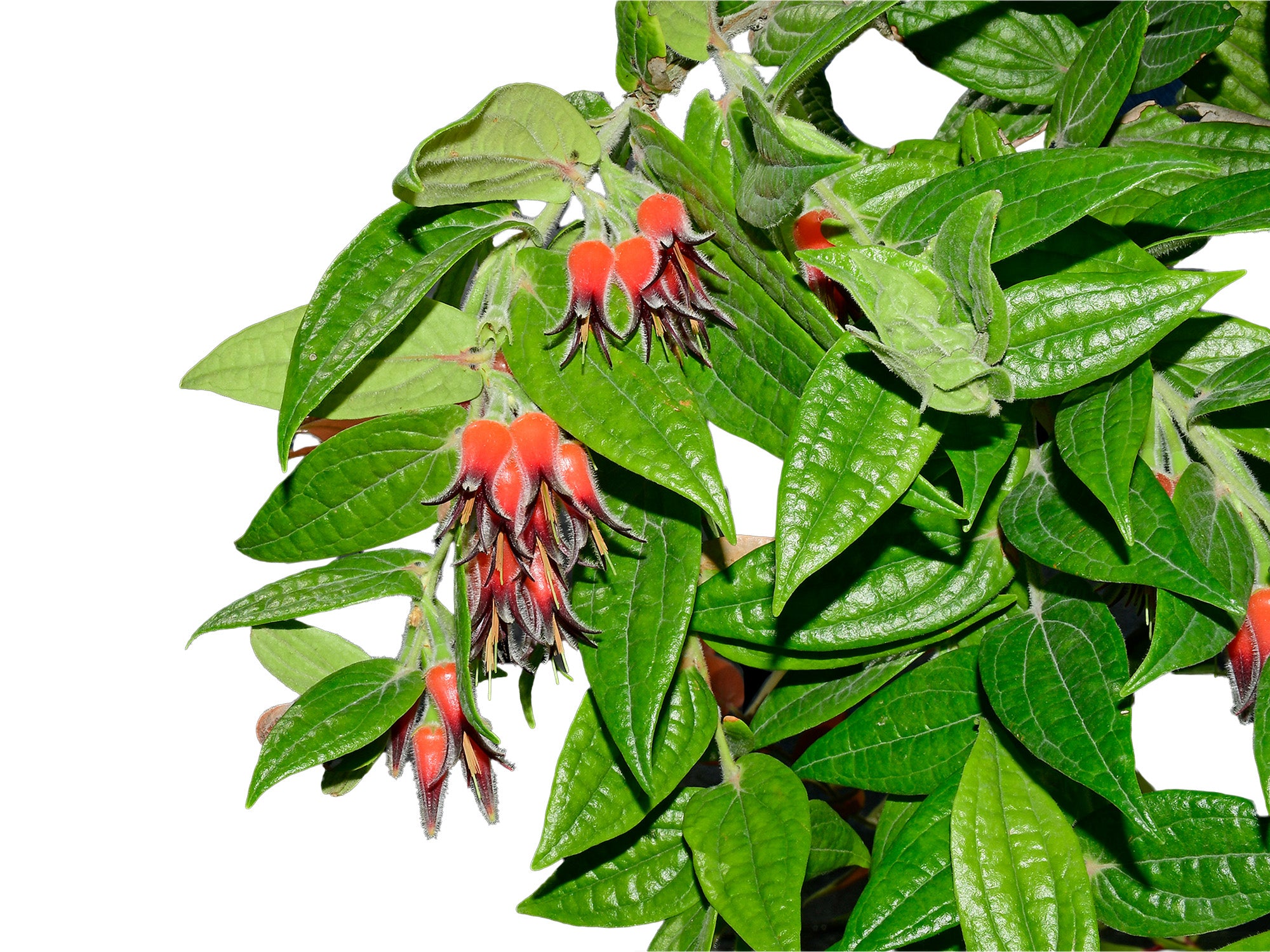 Ceratostema lanigerum (seedling) — Ecuagenera USA Corp