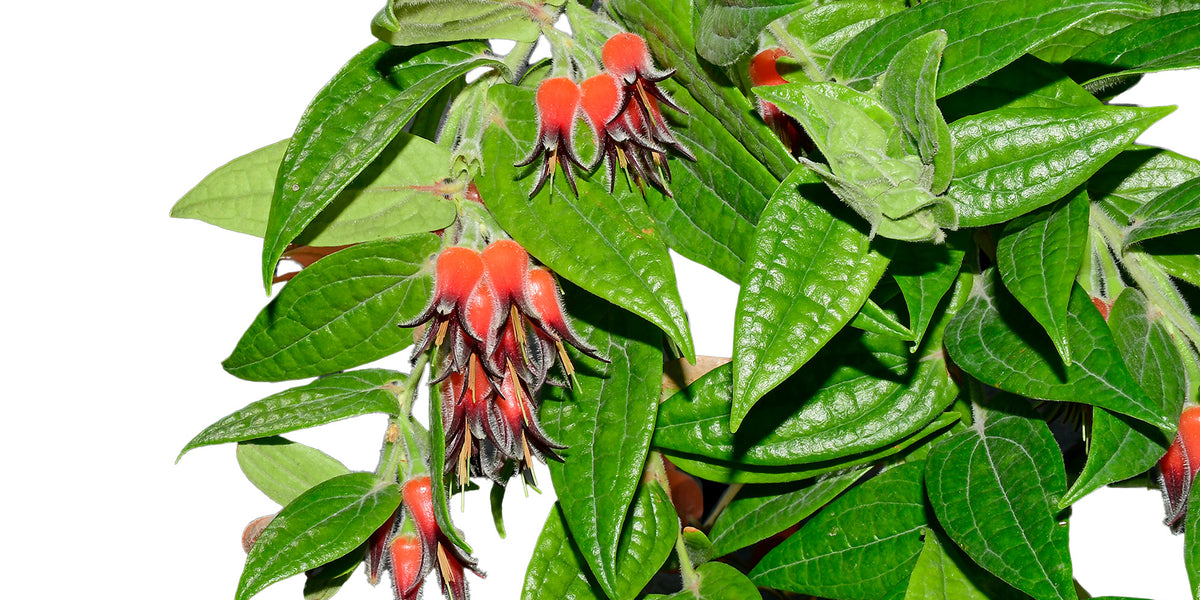 Ceratostema ingridportillae 3 芽が多め。 Ceratostema ingridportillae 3 芽が多め。の通販 | LAMINARCASHFLOW