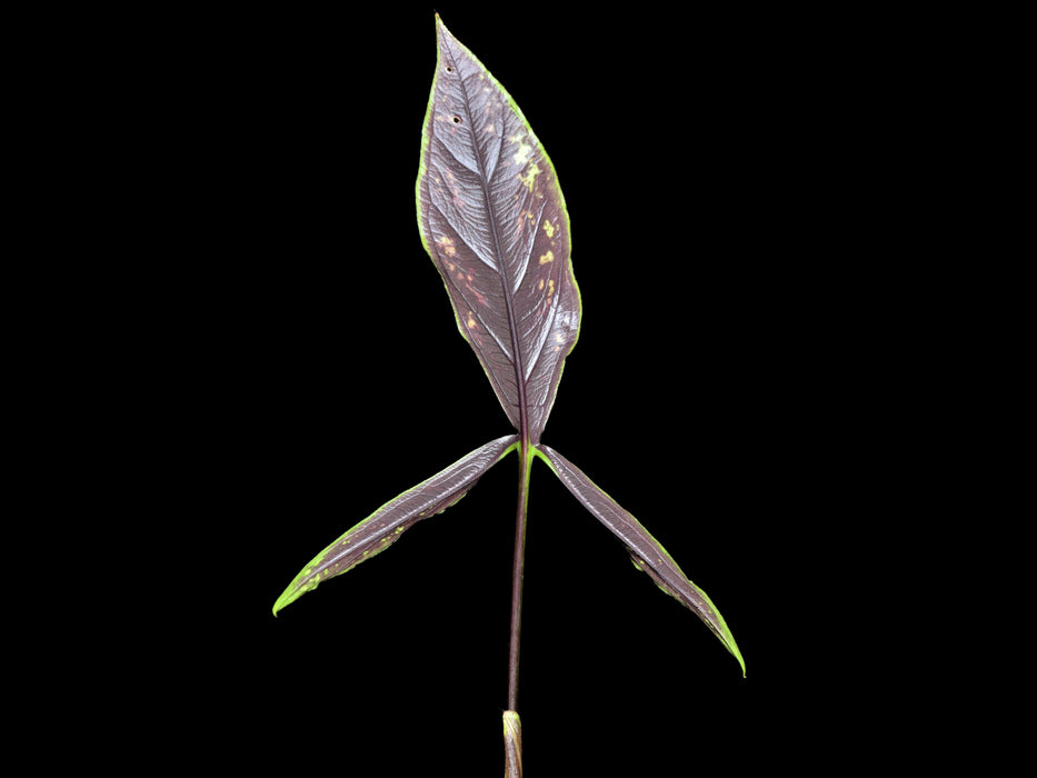 Chlorospatha mirabilis