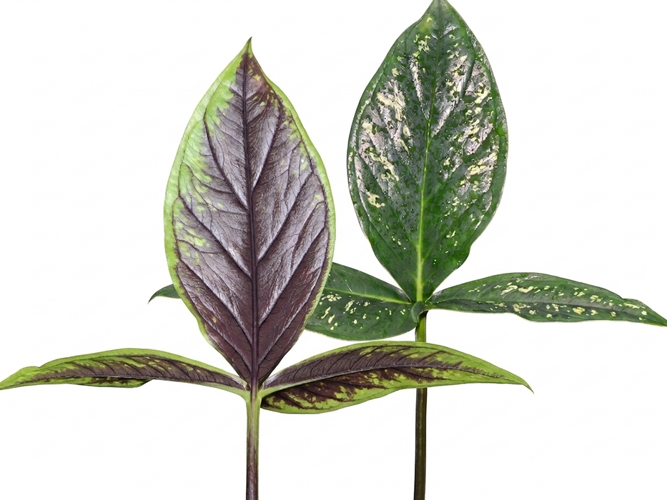 Chlorospatha mirabilis