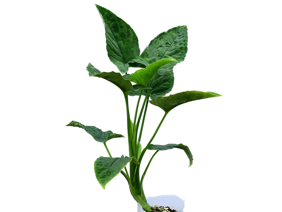 Chlorospatha Pastaza