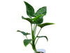 Chlorospatha Pastaza