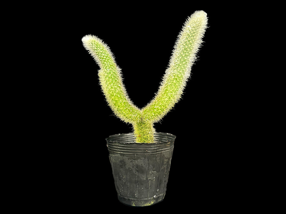 Cleistocactus colademononis