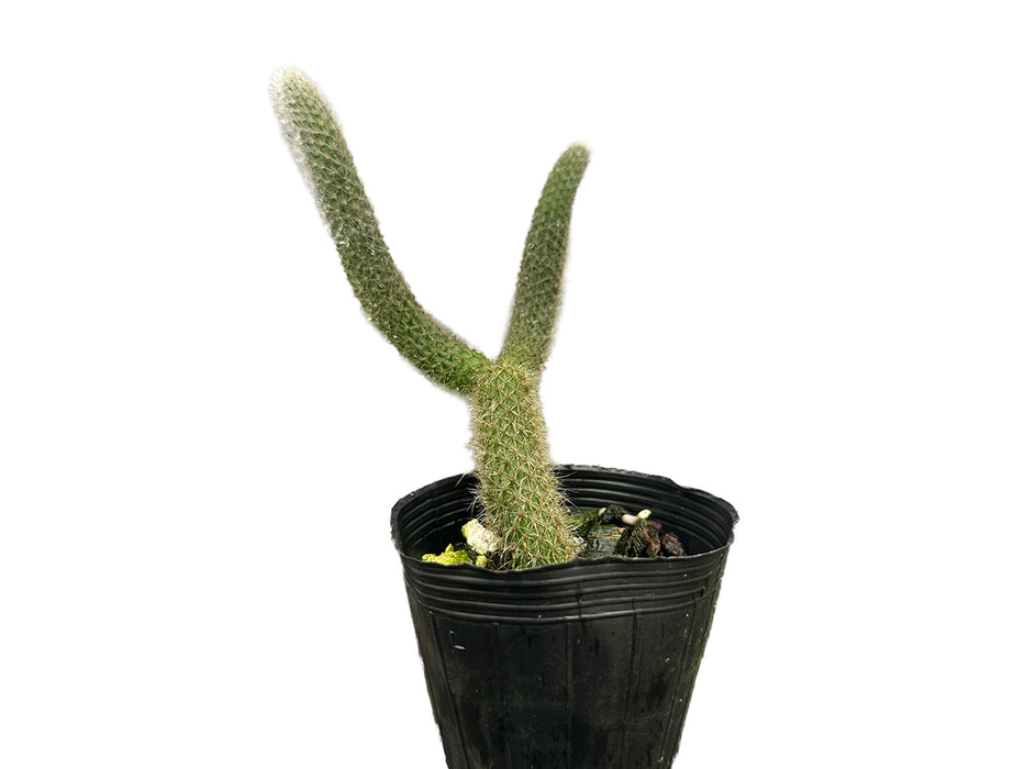 Cleistocactus colademononis