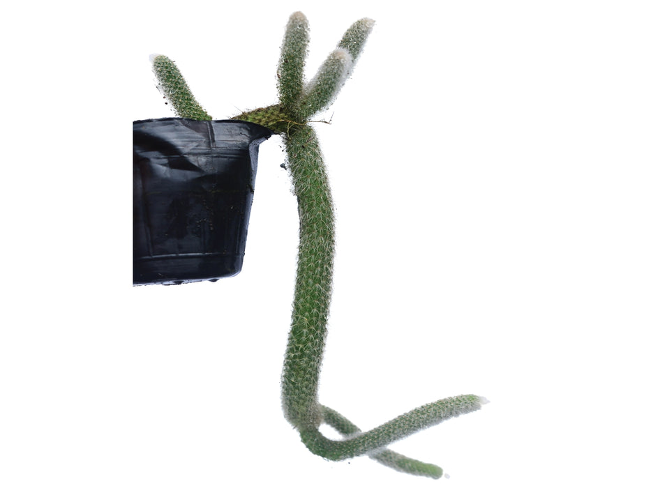 Cleistocactus colademononis