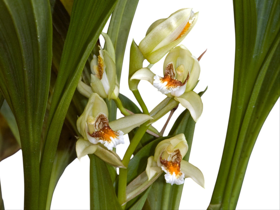 Coelogyne asperata
