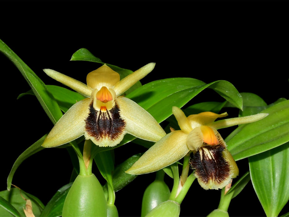 Coelogyne fimbriata