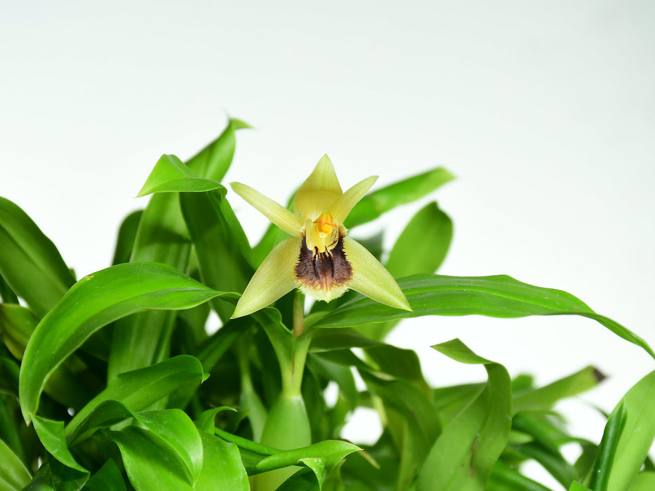 Coelogyne fimbriata