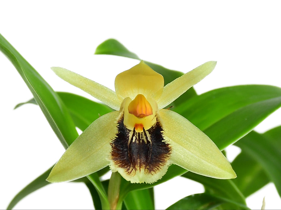 Coelogyne fimbriata