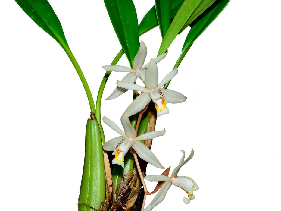 Coelogyne flaccida