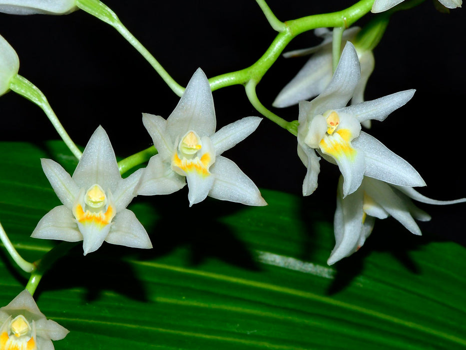Coelogyne flaccida