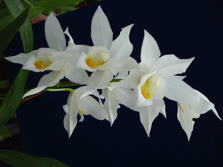 Coelogyne mooreana 'Westonbert'