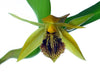 Coelogyne ovalis