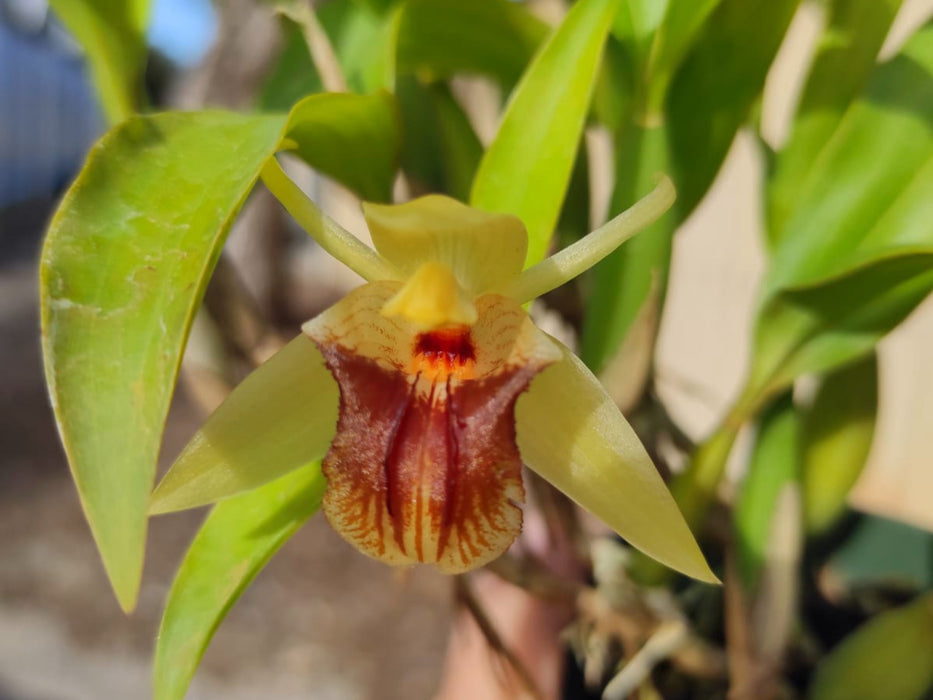 Coelogyne triplicatula
