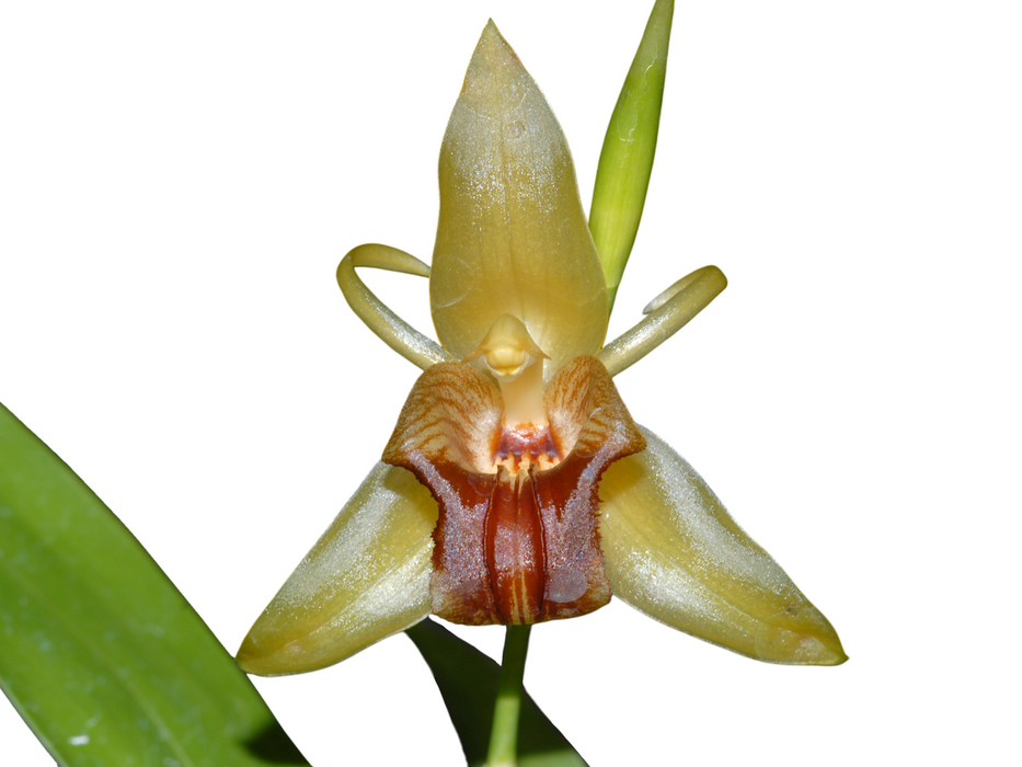 Coelogyne triplicatula