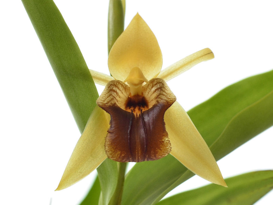 Coelogyne triplicatula