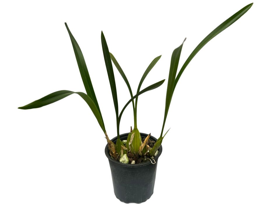 Coelogyne viscosa