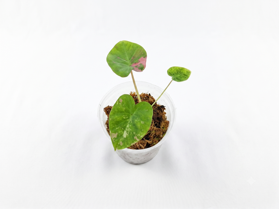 Colocasia Siam Ruby (s)