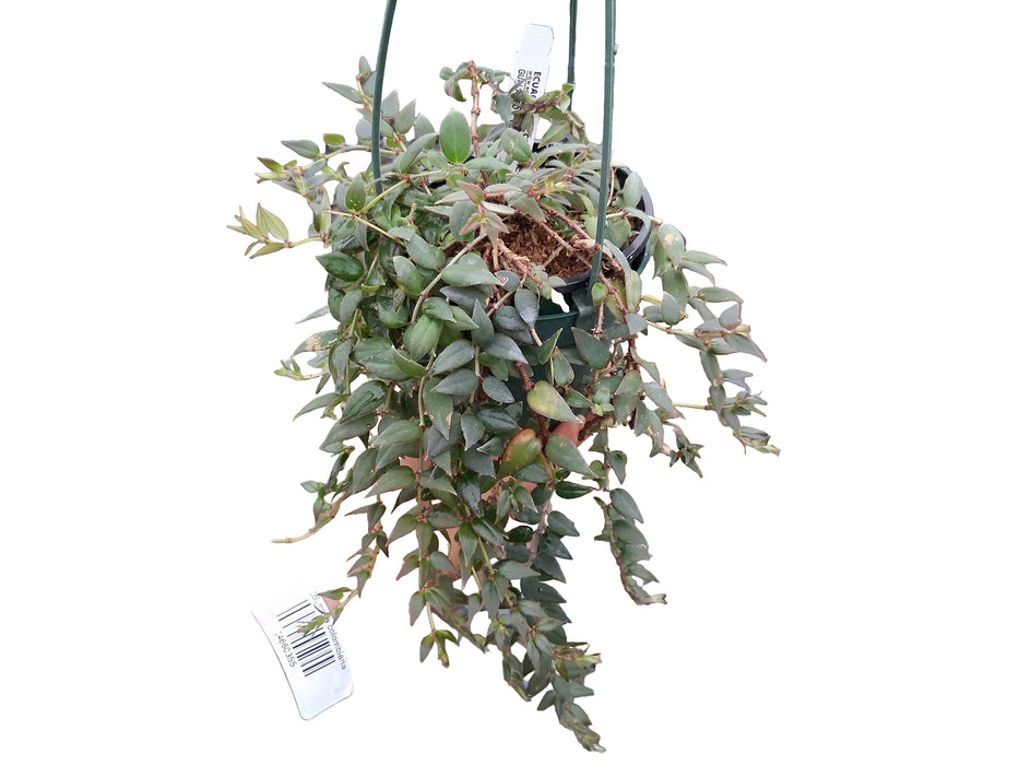Columnea arguta