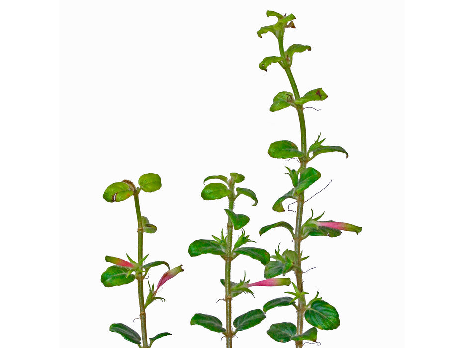 Columnea colombiana