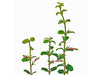 Columnea colombiana
