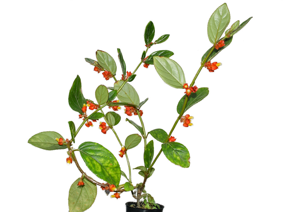 Columnea herthae