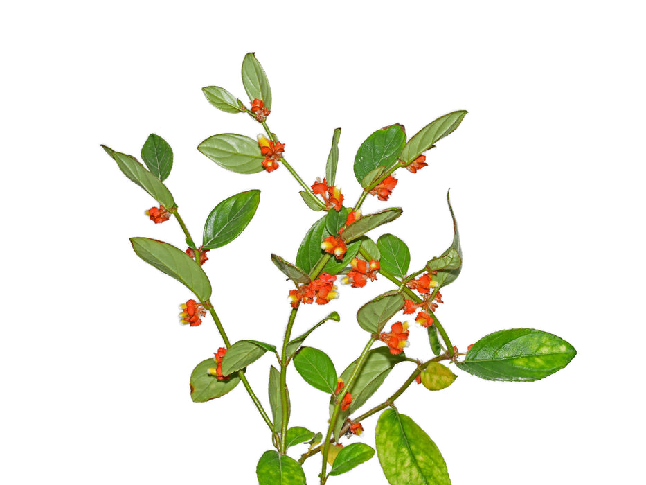 Columnea herthae