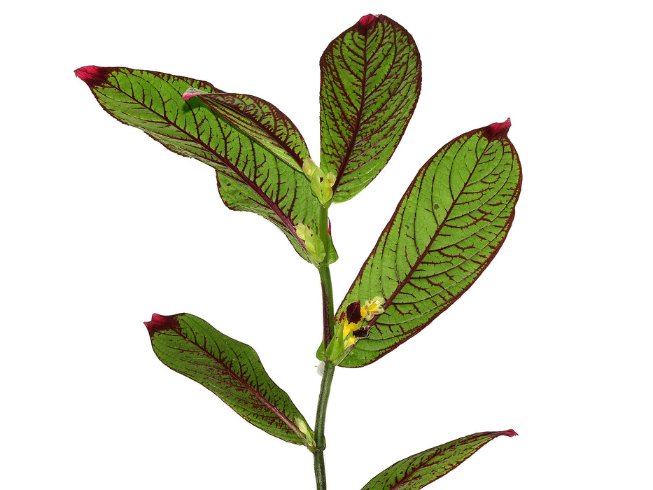 Columnea karstenianum