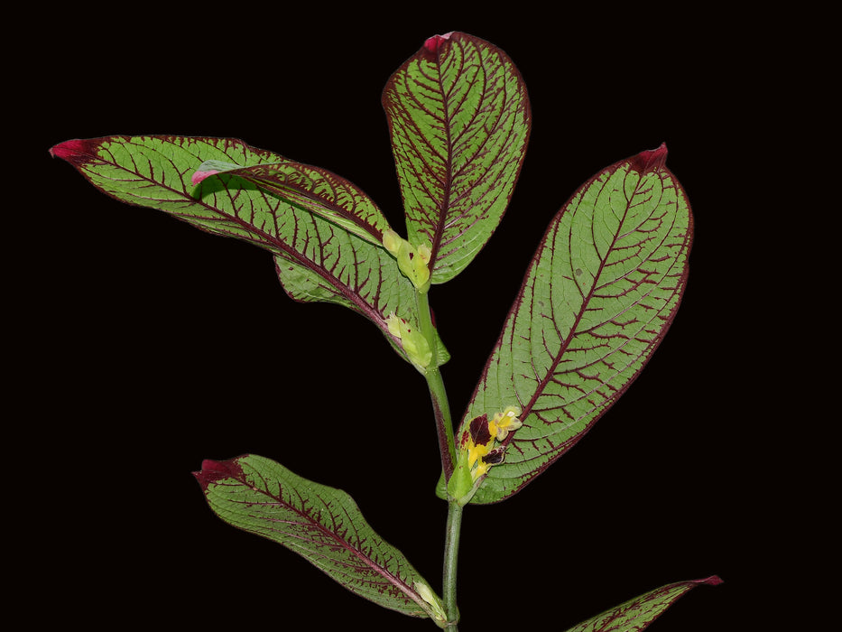 Columnea karstenianum