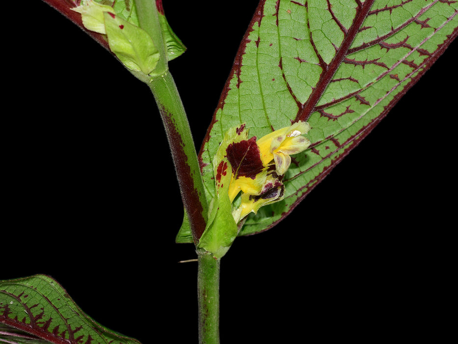 Columnea karstenianum