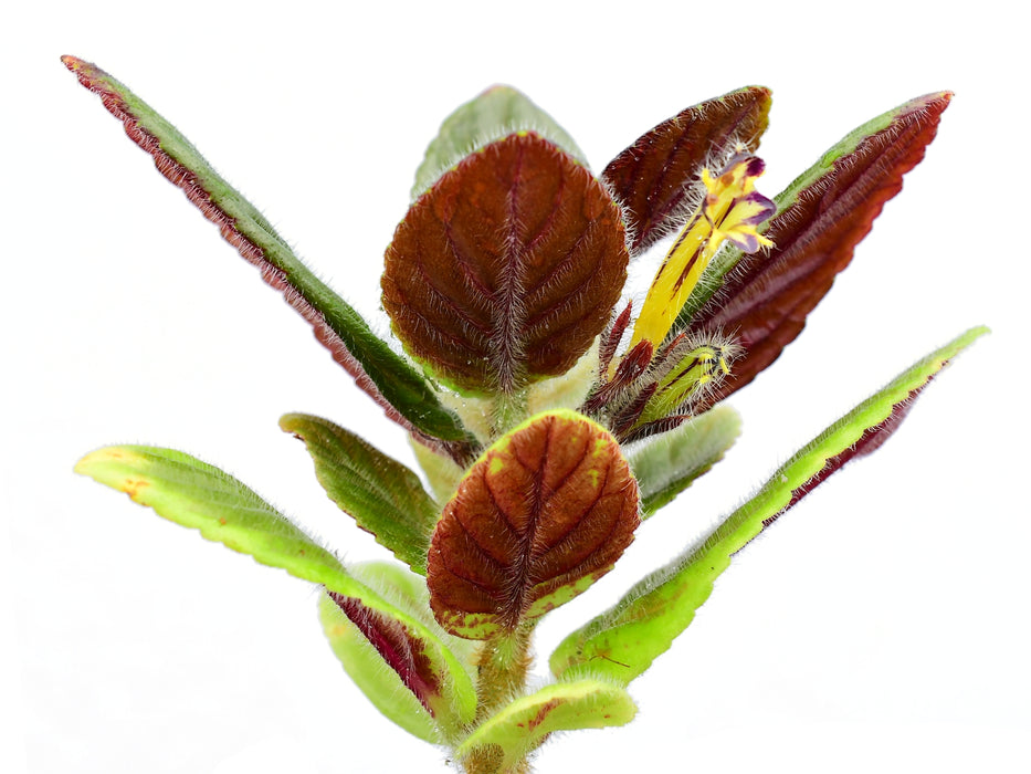 Columnea tenensis