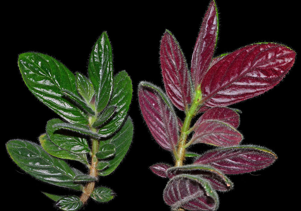 Columnea tenensis