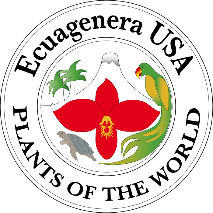 Geogenanthus sp Ecuagenera