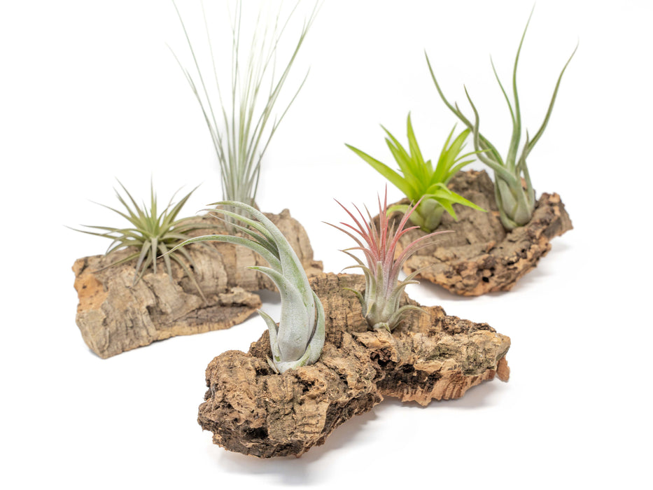 Small Tabletop Cork Bark Display with 2 Tillandsia Air Plants