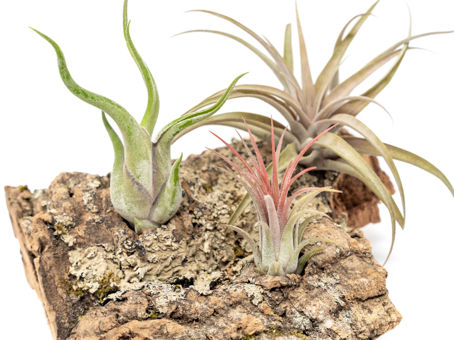 Medium Tabletop Cork Bark Display with 3 Tillandsia Air Plants