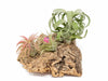 Medium Tabletop Cork Bark Display with 3 Tillandsia Air Plants