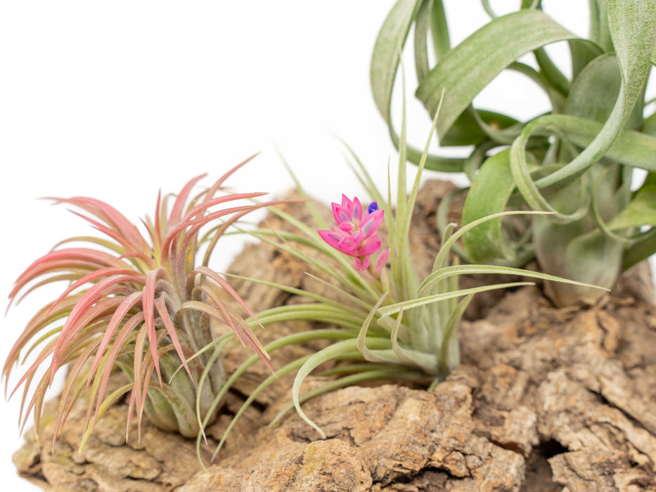 Medium Tabletop Cork Bark Display with 3 Tillandsia Air Plants