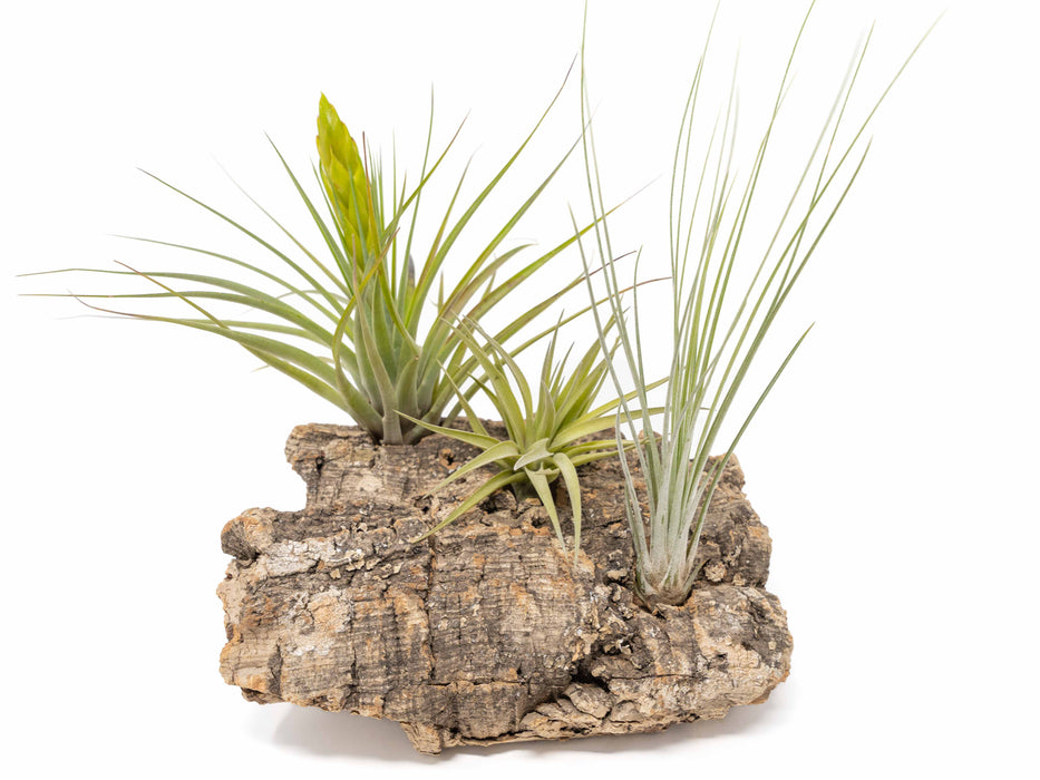 Medium Tabletop Cork Bark Display with 3 Tillandsia Air Plants