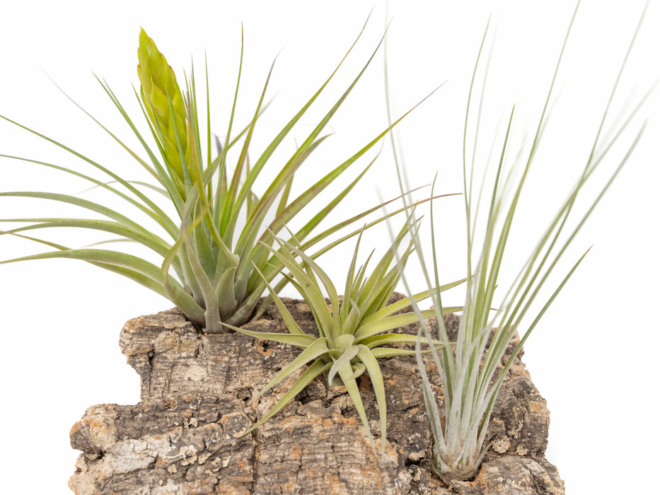 Medium Tabletop Cork Bark Display with 3 Tillandsia Air Plants
