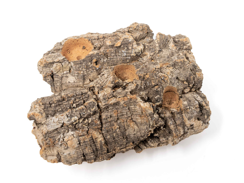 Medium Tabletop Cork Bark Display with 3 Tillandsia Air Plants