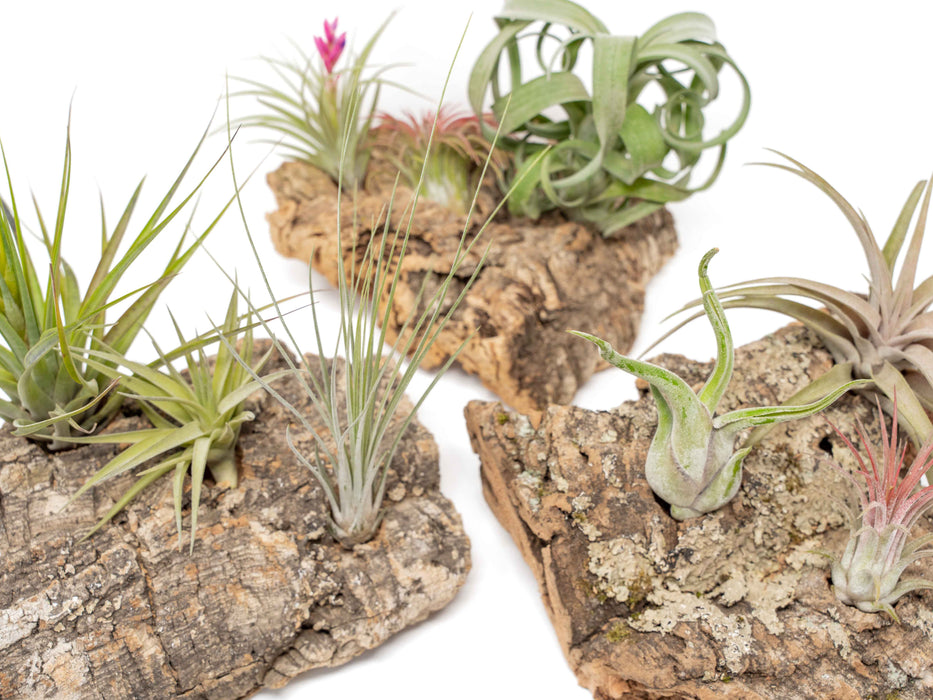 Medium Tabletop Cork Bark Display with 3 Tillandsia Air Plants