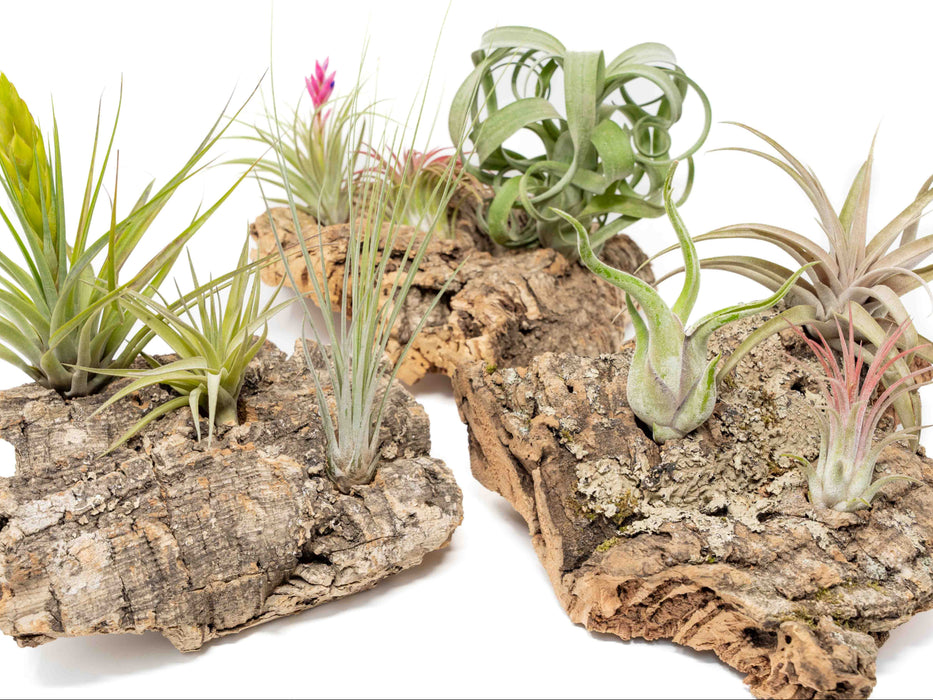 Medium Tabletop Cork Bark Display with 3 Tillandsia Air Plants
