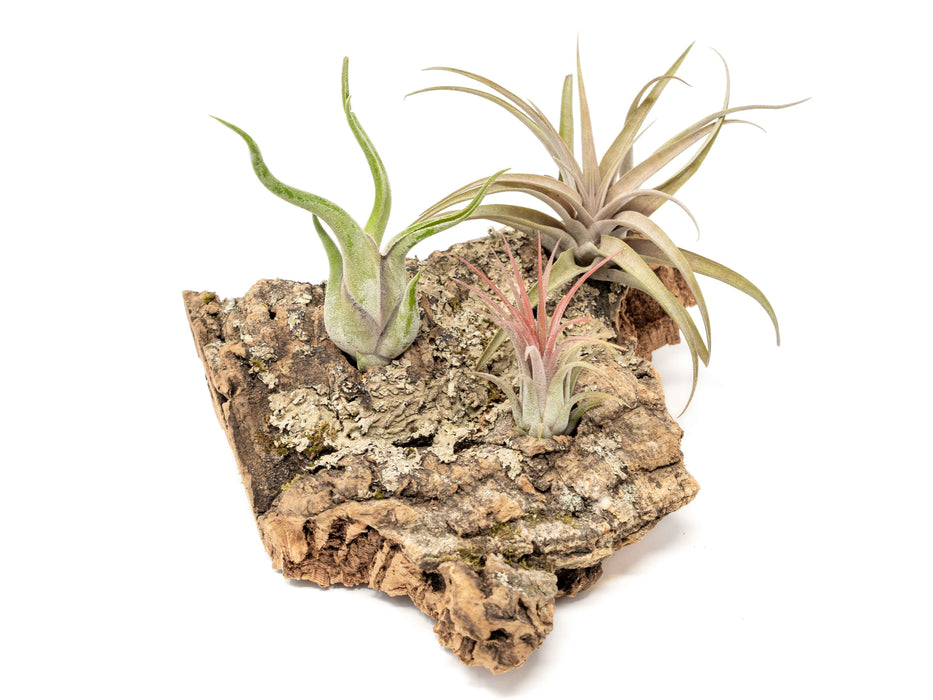 Medium Tabletop Cork Bark Display with 3 Tillandsia Air Plants