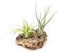 Small Tabletop Cork Bark Display with 2 Tillandsia Air Plants