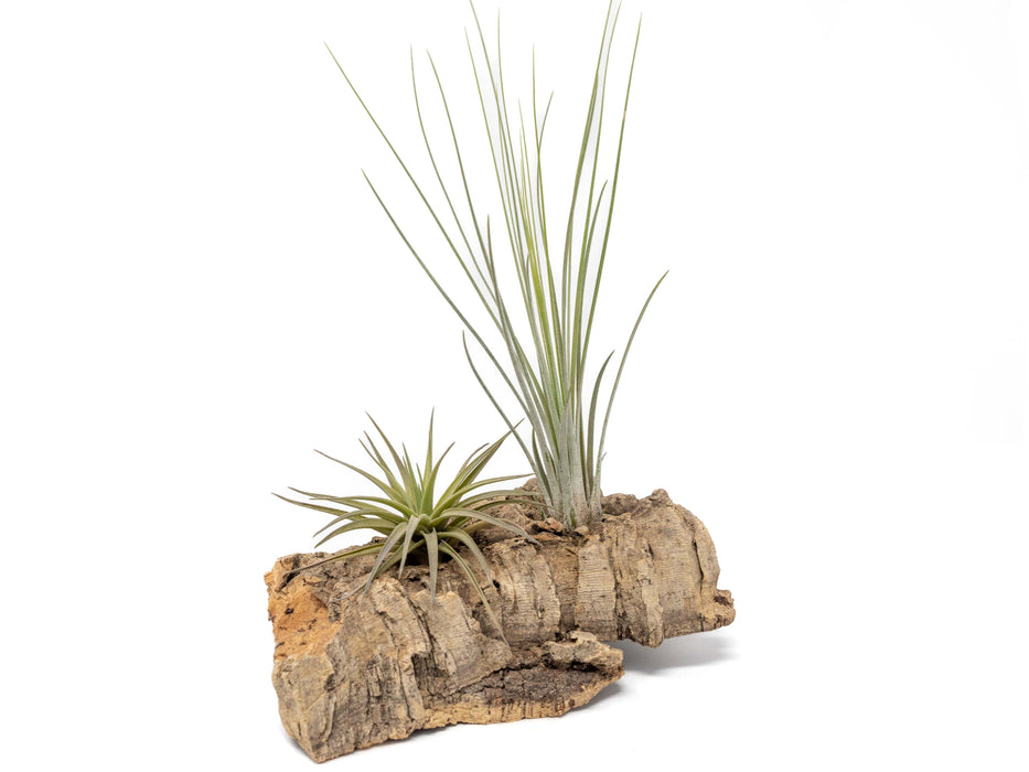 Small Tabletop Cork Bark Display with 2 Tillandsia Air Plants