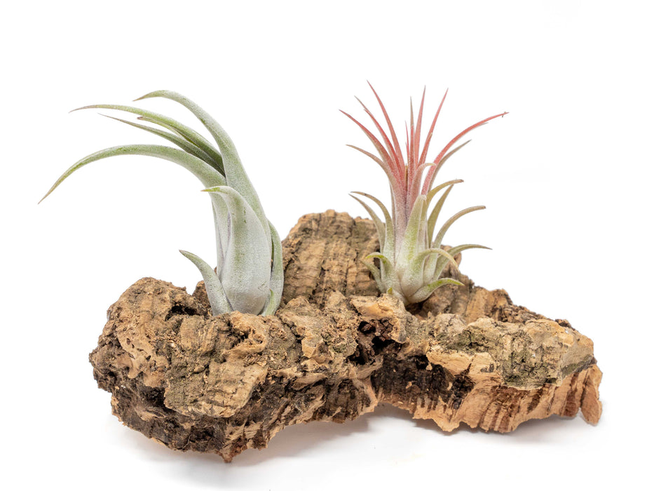Small Tabletop Cork Bark Display with 2 Tillandsia Air Plants