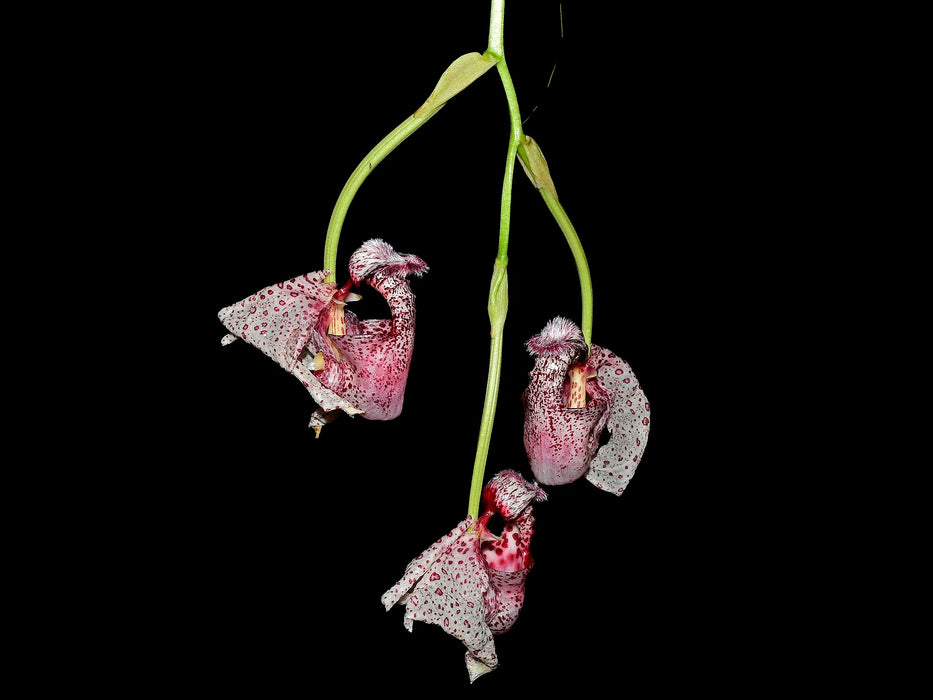 Coryanthes alborosea