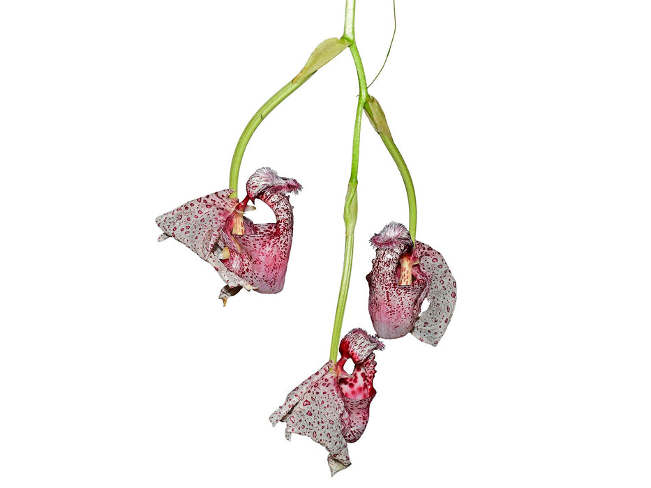 Coryanthes alborosea