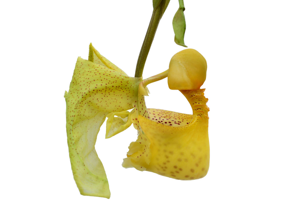 Coryanthes macrantha